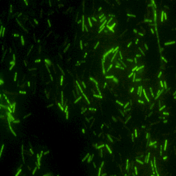 Fast Identification of Bacteremia-Causing Pathogens Directly from Positive Blood Culture